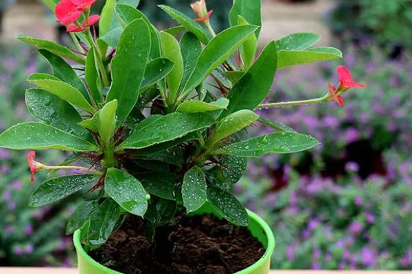 刺梅花的叶子为什么发黄，可能是过度浇水、施肥过量等因素造成