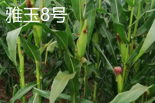 青贮玉米的品种有哪些，有华牧3号、华牧6号等