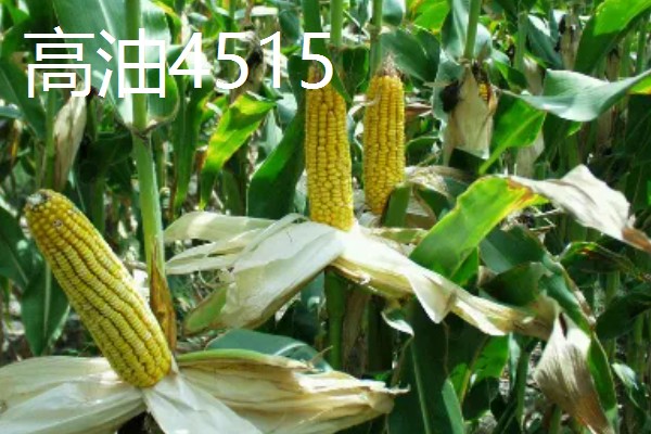 青贮玉米的品种有哪些，有华牧3号、华牧6号等