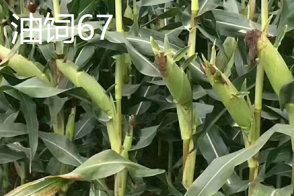 青贮玉米的品种有哪些，有华牧3号、华牧6号等