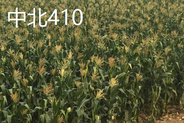 青贮玉米的品种有哪些，有华牧3号、华牧6号等