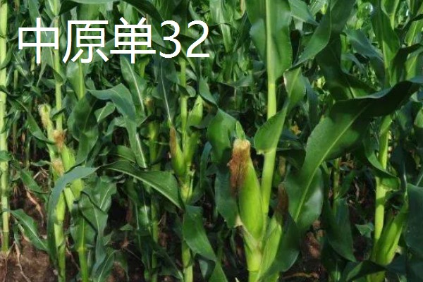 青贮玉米的品种有哪些，有华牧3号、华牧6号等