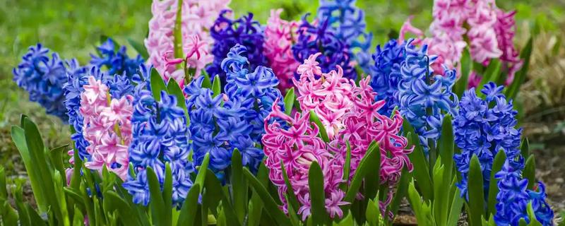 风信子有没有毒，其球茎有剧毒