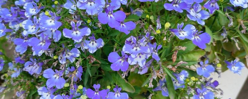 六倍利的养殖方法，生长期间提供充足散射光