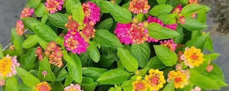 五色梅冬季修剪方法，把过长的枝条短截