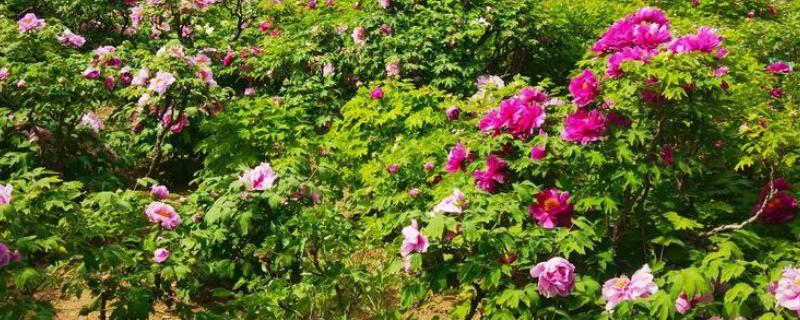 真假牡丹花有什么区别，枝干、根系、香味等方面都不同