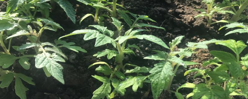 番茄苗可以多次分苗吗，不宜进行多次分苗