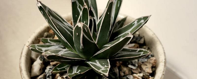 龙舌兰盆栽的养护方法，不需要经常换盆