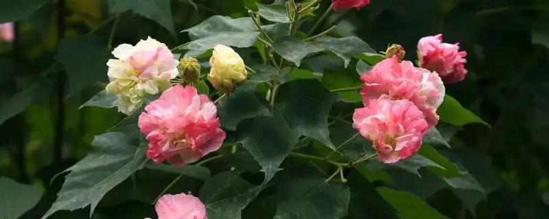 芙蓉花长种球后如何养护，剪切下来重新种植可形成新株