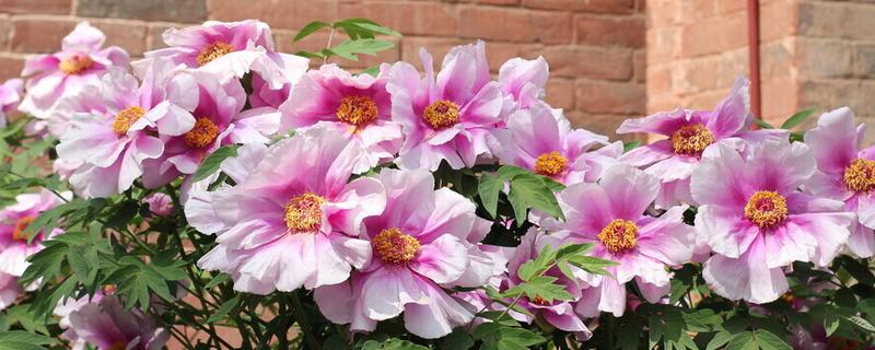 牡丹花的施肥方法，不同季节的施肥方法不同