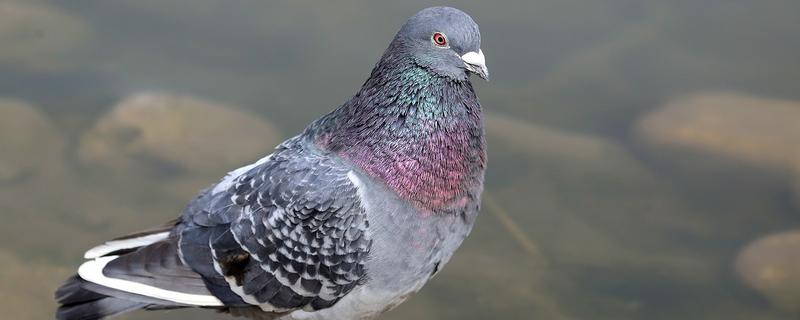 鸽子有哪些生活习性，有嗜盐的习性