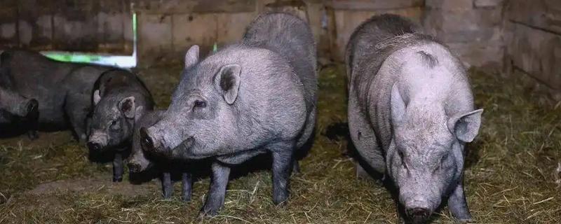 母猪蹄裂站不起来如何治疗，可以用高锰酸钾溶液冲洗