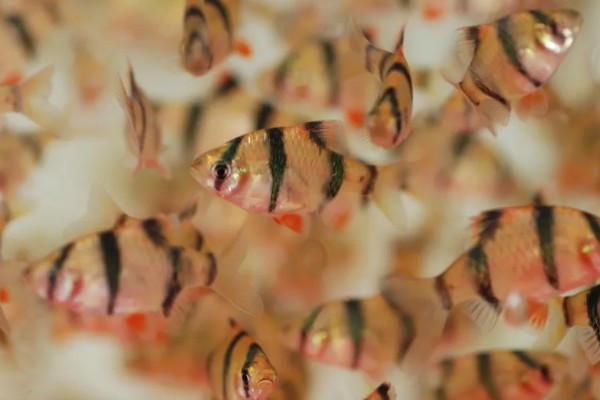 虎皮鱼能和什么鱼混养,有黑裙、石美人、红尾鲨等