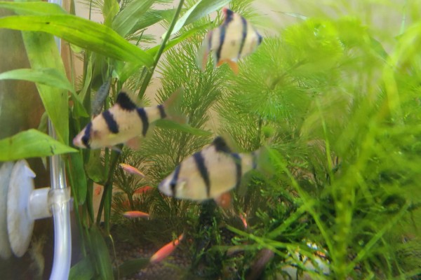 虎皮鱼能和什么鱼混养,有黑裙、石美人、红尾鲨等