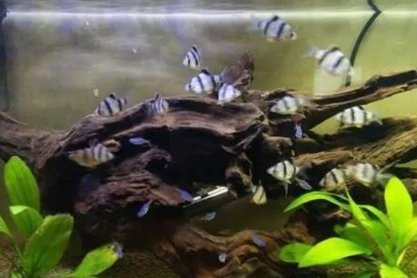 虎皮鱼能和什么鱼混养,有黑裙、石美人、红尾鲨等