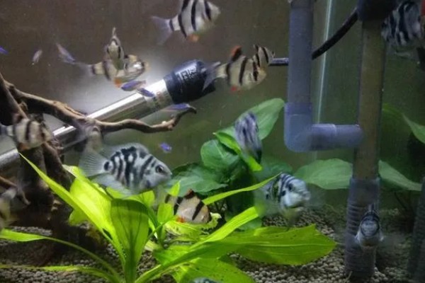 虎皮鱼能和什么鱼混养,有黑裙、石美人、红尾鲨等