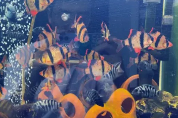 虎皮鱼能和什么鱼混养,有黑裙、石美人、红尾鲨等