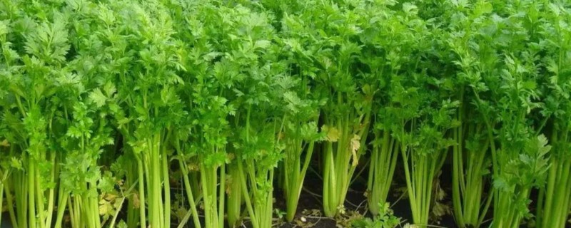 怎么给芹施肥，定植缓苗后亩施尿素6-8公斤