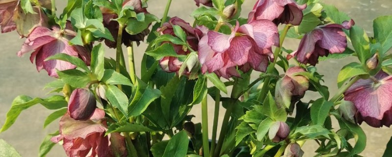 铁筷子冬季的养殖方法，需要保持土壤干燥