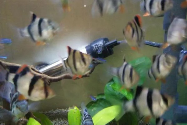 虎皮鱼能和什么鱼混养,有黑裙、石美人、红尾鲨等