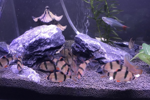 虎皮鱼能和什么鱼混养,有黑裙、石美人、红尾鲨等