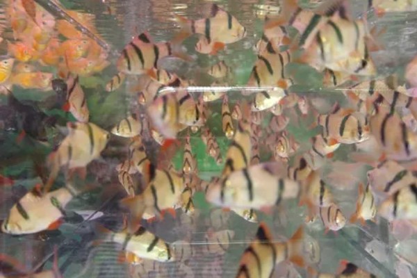 虎皮鱼能和什么鱼混养,有黑裙、石美人、红尾鲨等