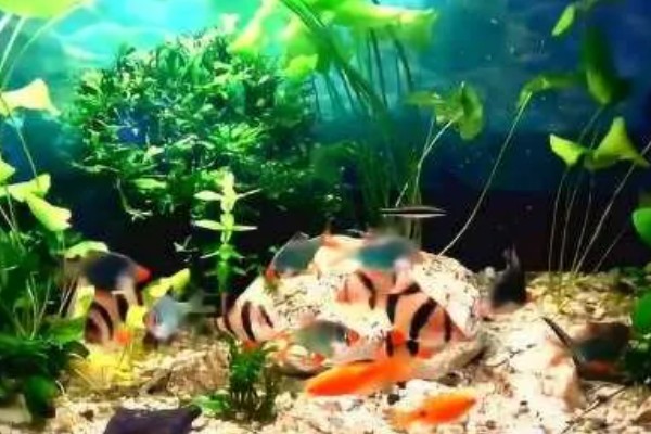 虎皮鱼能和什么鱼混养,有黑裙、石美人、红尾鲨等