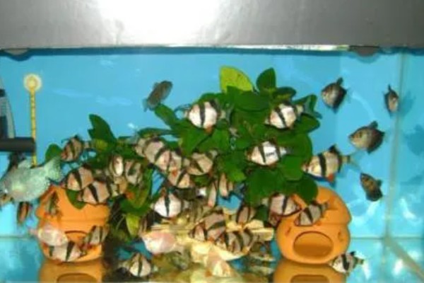 虎皮鱼能和什么鱼混养,有黑裙、石美人、红尾鲨等