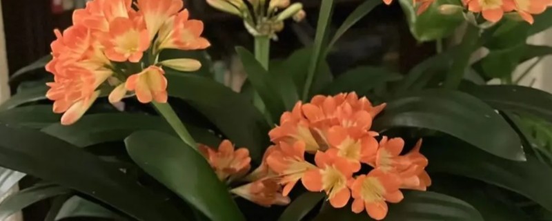 君子兰的换土时间，以春秋季节为宜