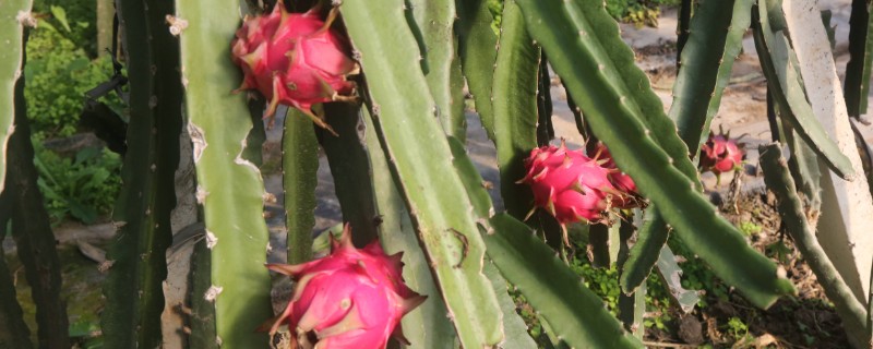 火龙果怎么种植，生长期多施氮肥