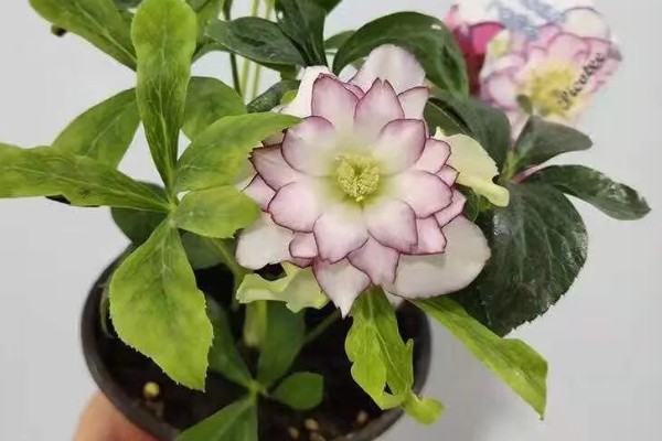 铁筷子冬季的养殖方法，需要保持土壤干燥