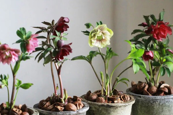 铁筷子冬季的养殖方法，需要保持土壤干燥