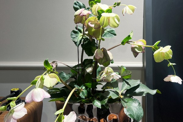 铁筷子冬季的养殖方法，需要保持土壤干燥