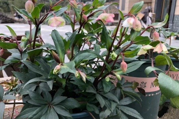 铁筷子冬季的养殖方法，需要保持土壤干燥