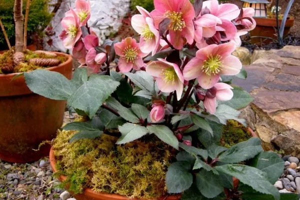 铁筷子冬季的养殖方法，需要保持土壤干燥