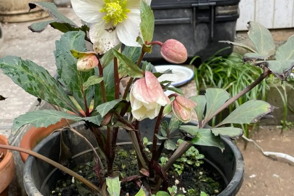 铁筷子冬季的养殖方法，需要保持土壤干燥