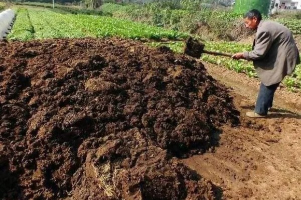 怎么给芹施肥,定植缓苗后亩施尿素6-8公斤