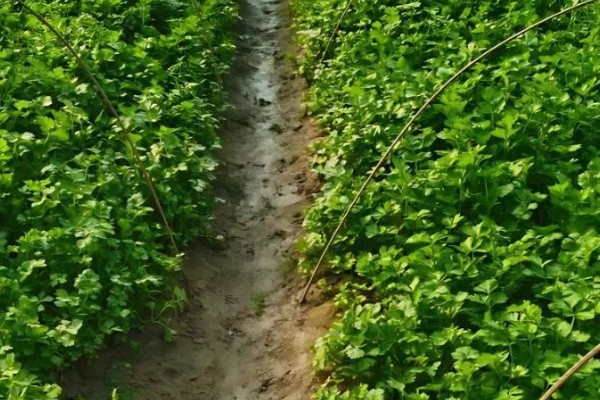 怎么给芹施肥,定植缓苗后亩施尿素6-8公斤