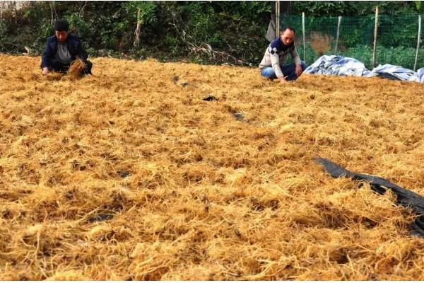 龙胆的亩产量,每亩地的产量在一千斤左右