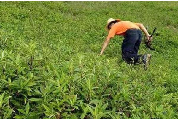 龙胆的亩产量,每亩地的产量在一千斤左右