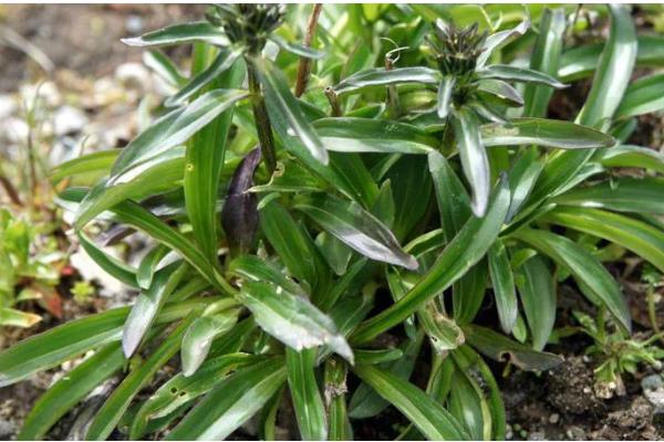 龙胆的亩产量,每亩地的产量在一千斤左右