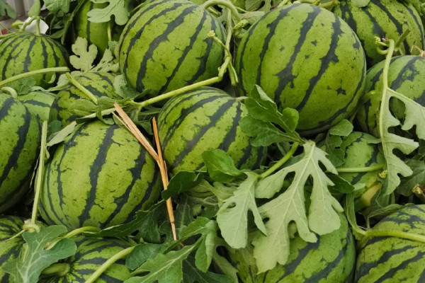 美都西瓜的价格，不同地区的售价有区别