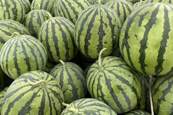 美都西瓜的价格，不同地区的售价有区别