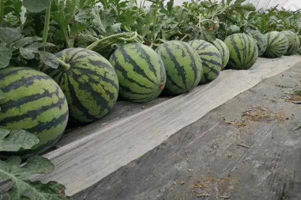 美都西瓜的价格，不同地区的售价有区别