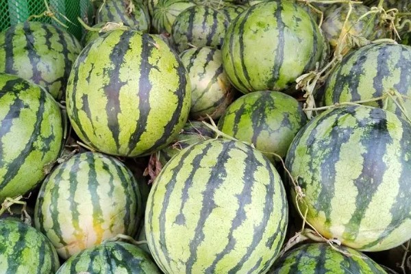 美都西瓜的价格，不同地区的售价有区别