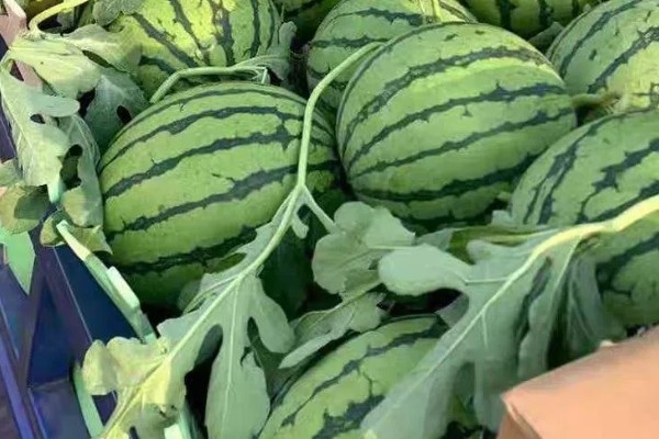 美都西瓜的价格，不同地区的售价有区别