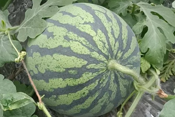 美都西瓜的价格，不同地区的售价有区别