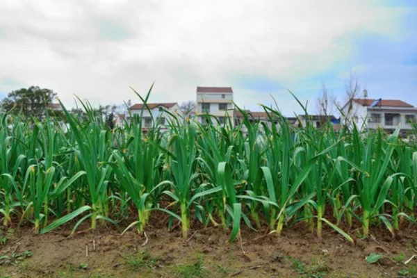蒜苗为什么黄叶干尖,可能是重茬栽种的缘故