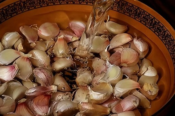 蒜苗为什么黄叶干尖,可能是重茬栽种的缘故