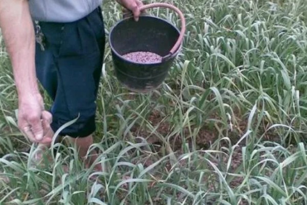 蒜苗为什么黄叶干尖,可能是重茬栽种的缘故